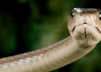 Compatibiliteit tussen ossenman en slangenvrouw. Ze is een slang, hij is een stiercompatibiliteit